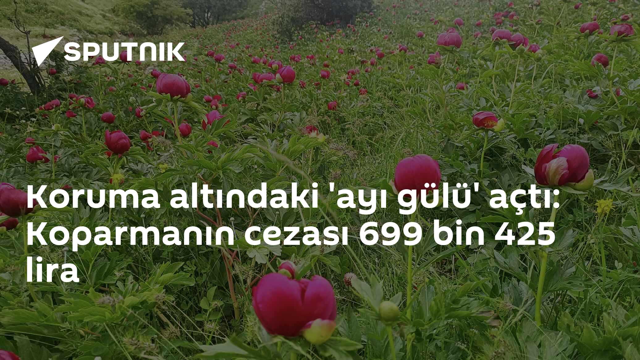 Koruma altındaki 'ayı gülü' açtı: Koparmanın cezası 699 bin 425 lira