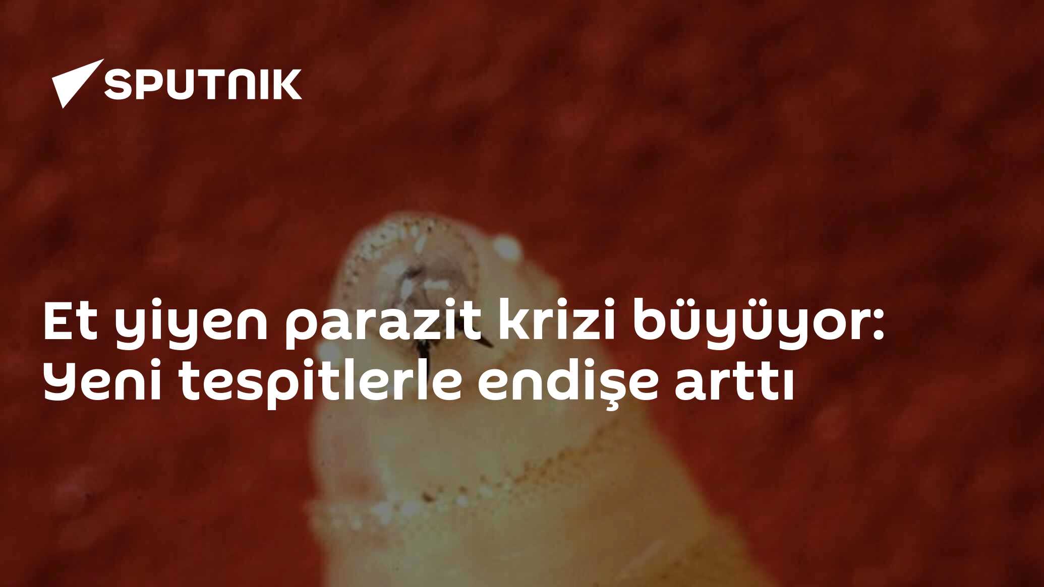 Et yiyen parazit krizi büyüyor: Yeni tespitlerle e