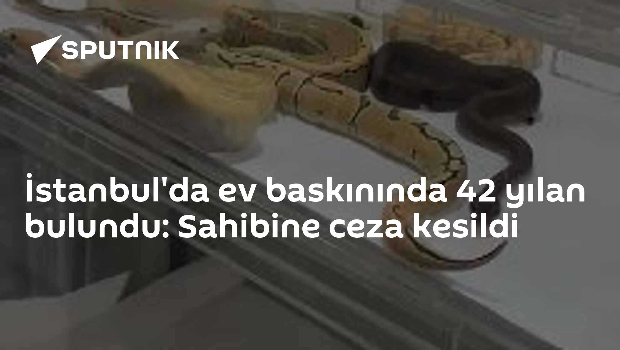 İstanbul'da ev baskınında 42 yılan bulundu: Sahibi