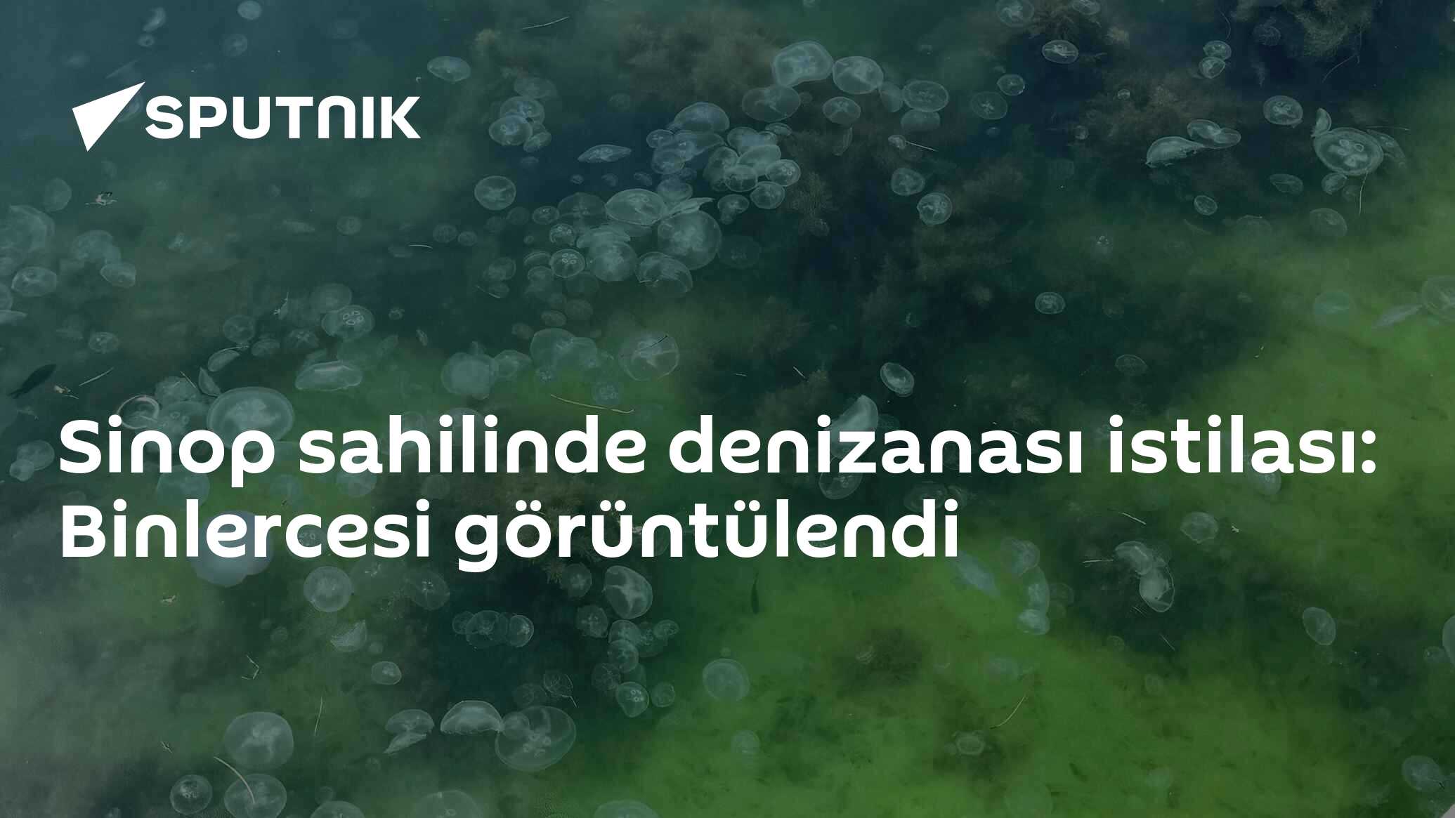 Sinop sahilinde denizanası istilası: Binlercesi gö