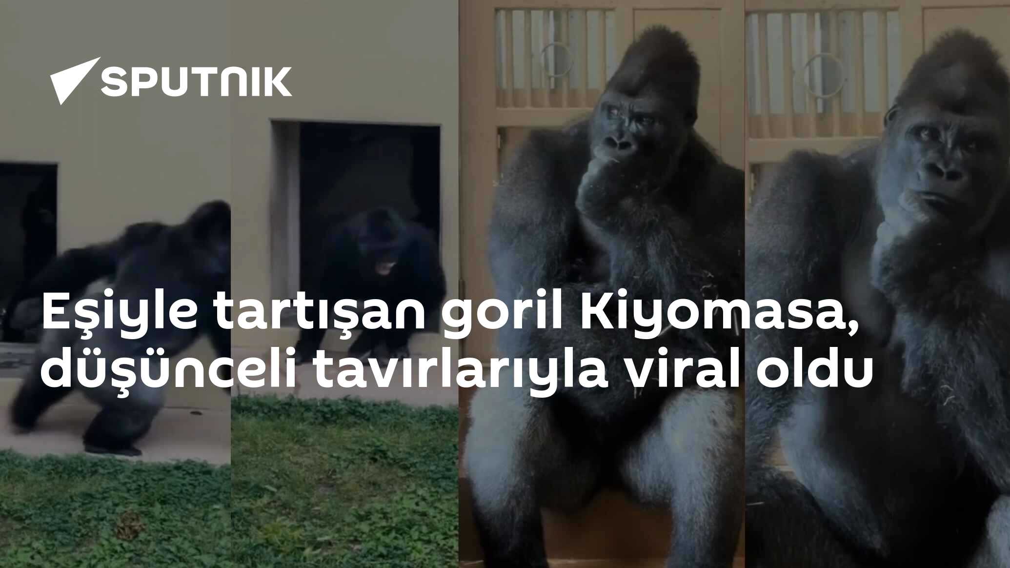 Eşiyle tartışan goril Kiyomasa, düşünceli tavırlarıyla viral