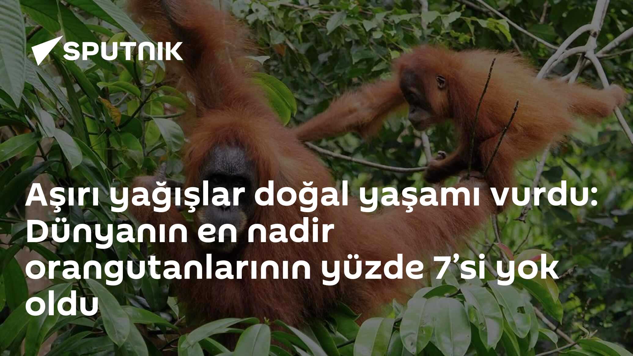 Aşırı yağışlar doğal yaşamı vurdu: Dünyanın en nadir orangut