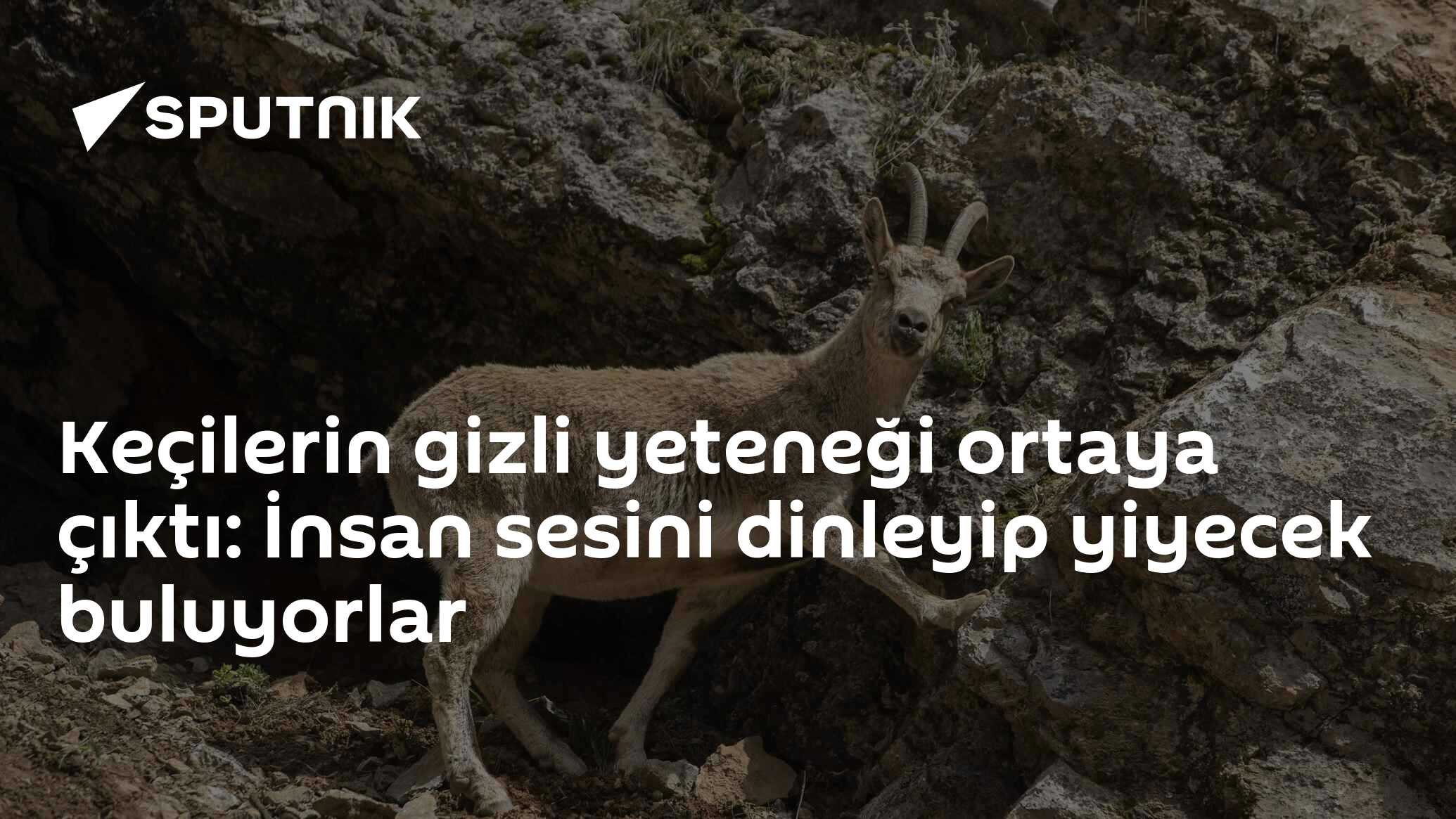 Keçilerin gizli yeteneği ortaya çıktı: İnsan sesini dinleyip yiyecek buluyorlar