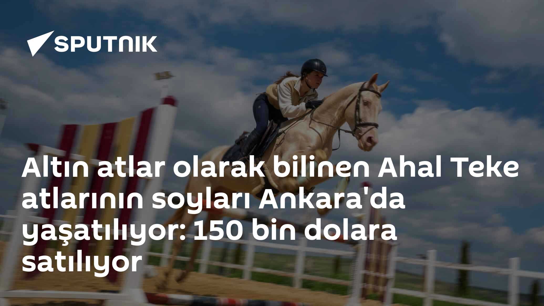 Altın atlar olarak bilinen Ahal Teke atlarının soyları Ankara'da yaşatılıyor: 150 bin dolara satılıyor