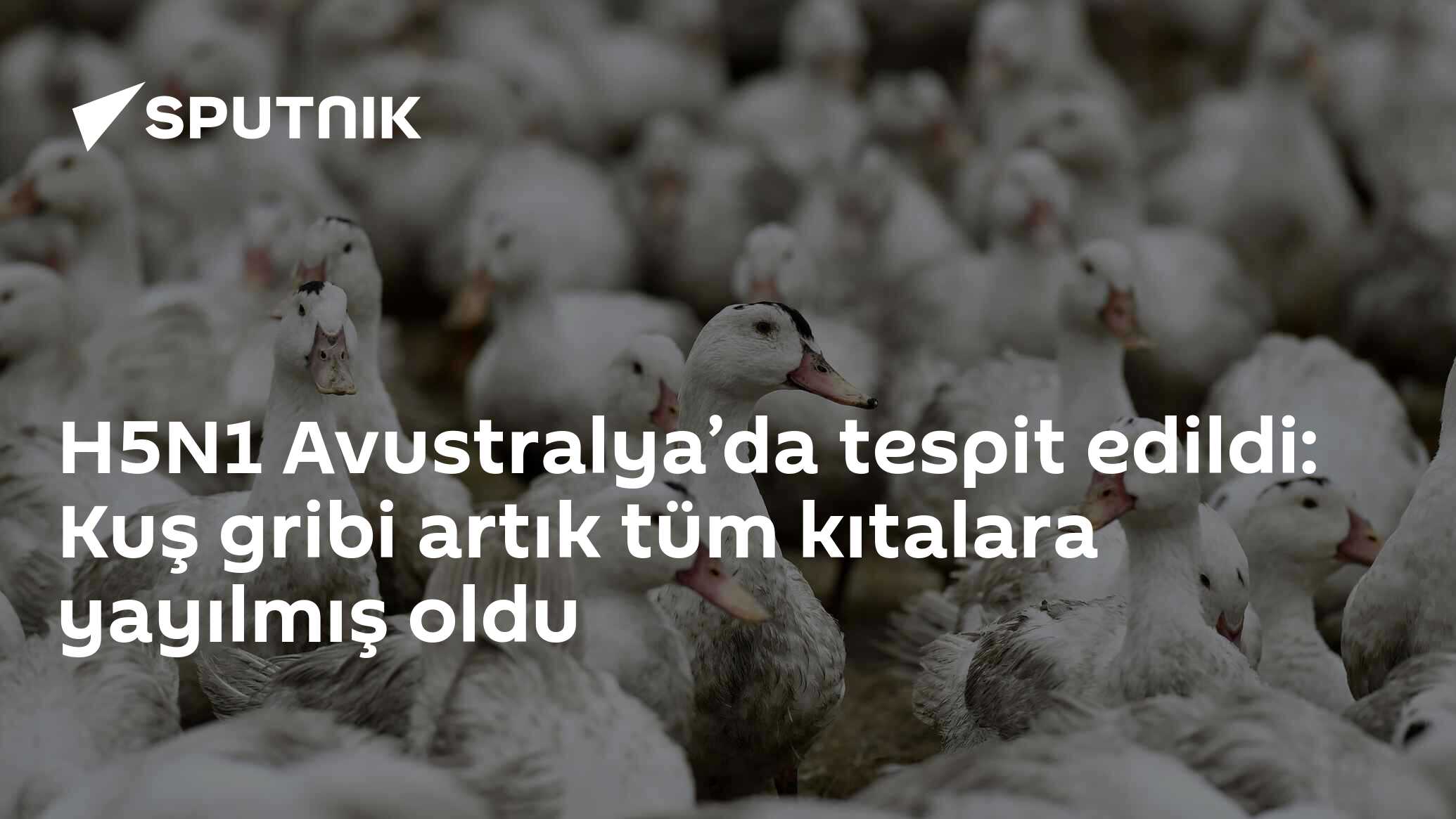 H5N1 Avustralya’da tespit edildi: Kuş gribi artık tüm kıtalara yayılmış oldu