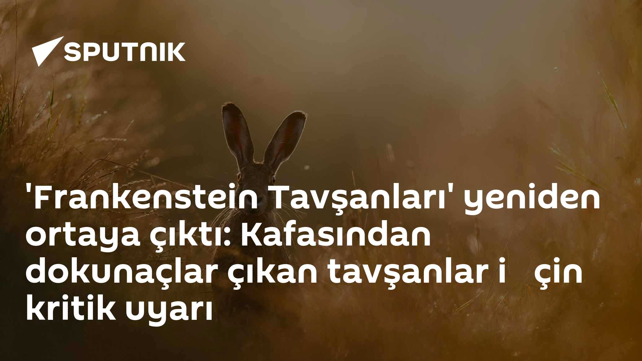'Frankenstein Tavşanları' yeniden ortaya çıktı: Kafasından dokunaçlar çıkan tavşanlar i̇çin kritik uyarı
