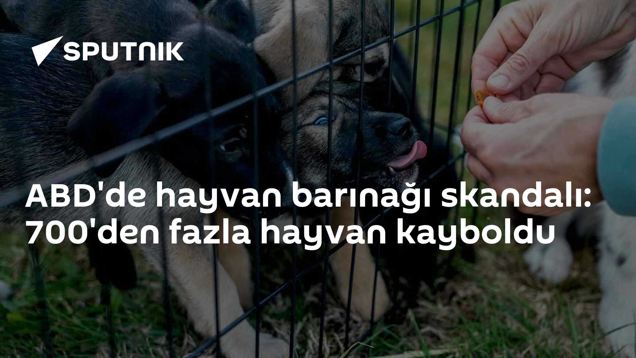 ABD'de hayvan barınağı skandalı: 700'den fazla hayvan kayboldu