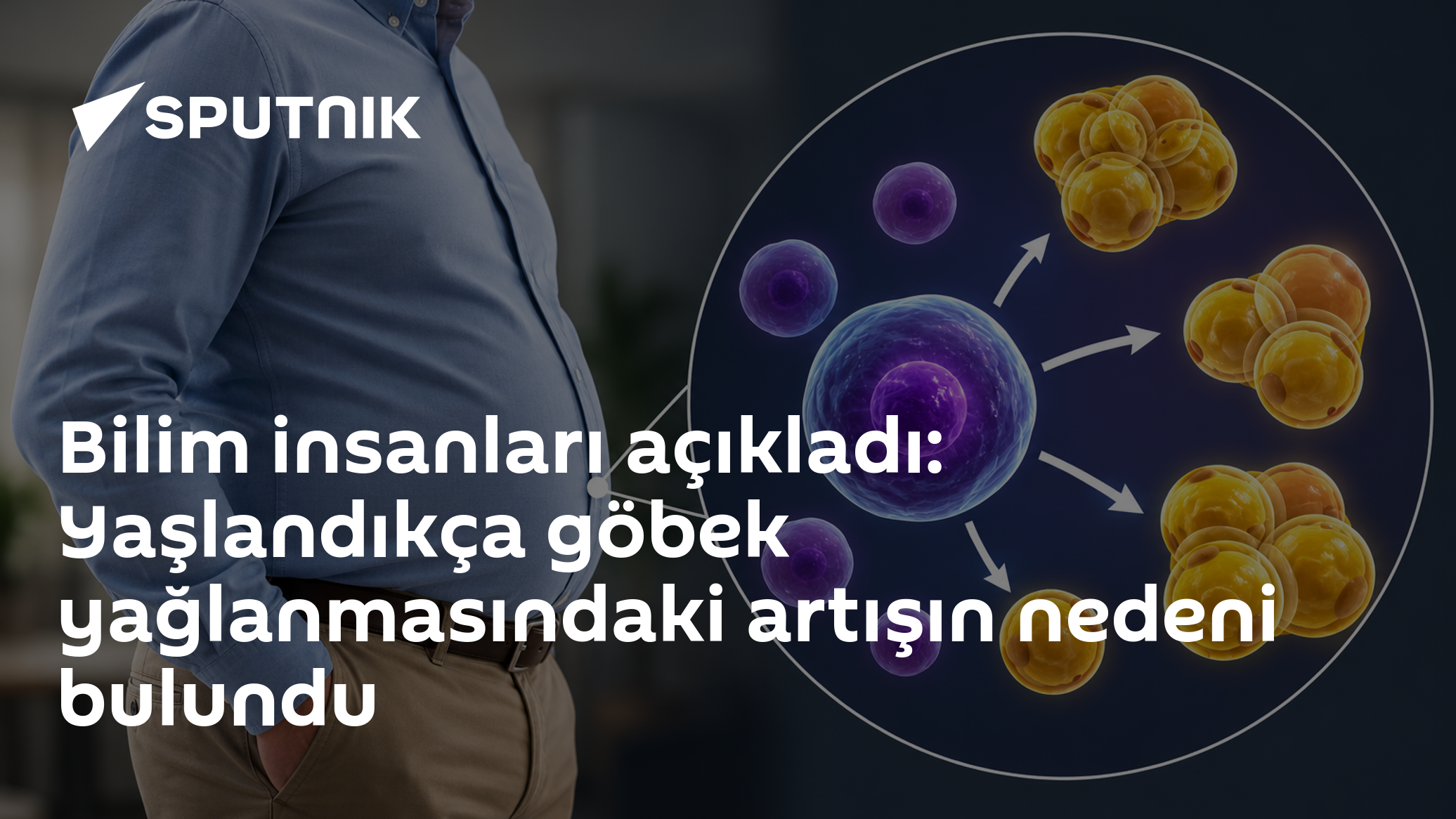 Bilim insanları açıkladı: Yaşlandıkça göbek yağlanmasındaki artışın nedeni bulundu