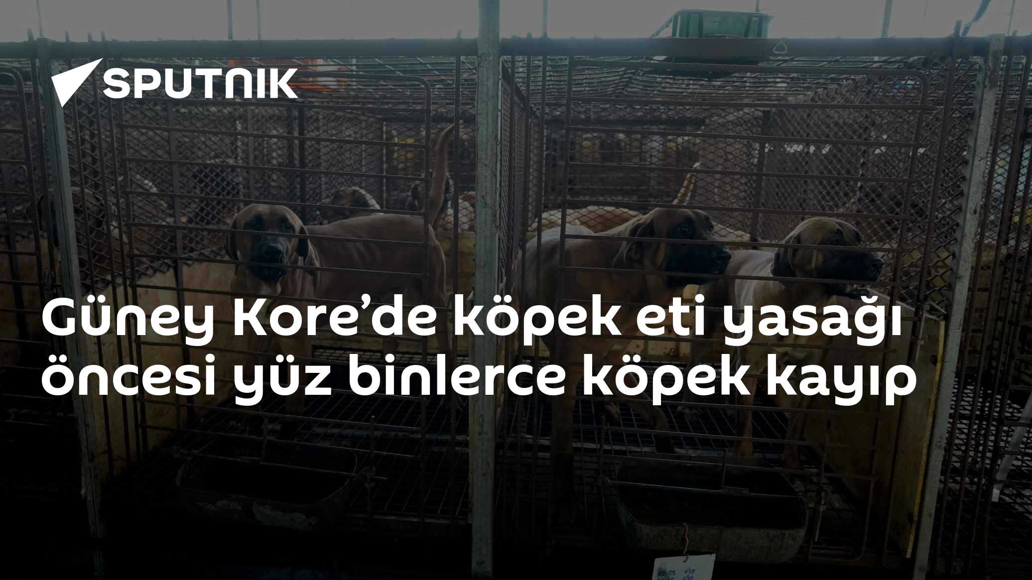Güney Kore’de köpek eti yasağı öncesi yüz binlerce köpek kayıp