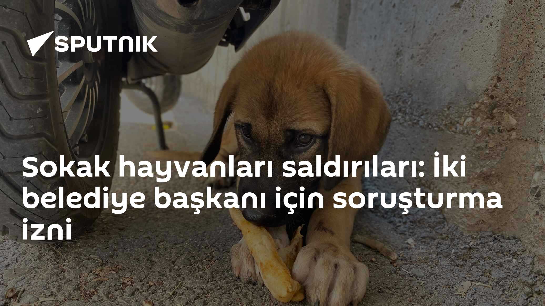 Sokak hayvanları saldırıları: İki belediye başkanı için soruşturma izni