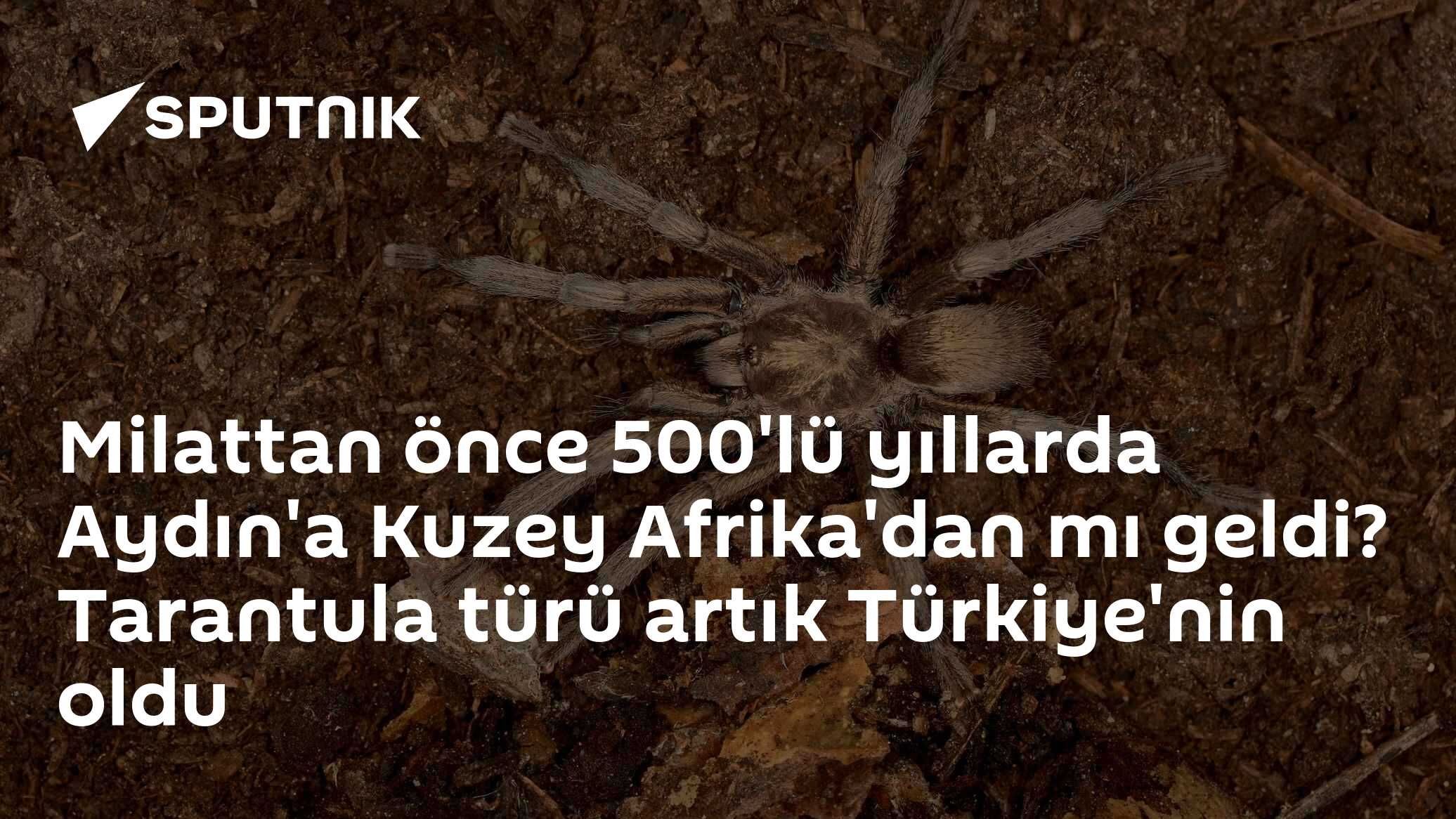 34 yıl önce bulunan 'tarantula' Türkiye'nin hayvan faunasına eklendi:  Milattan önce 500'lü yıllarda geldiği düşünülüyor