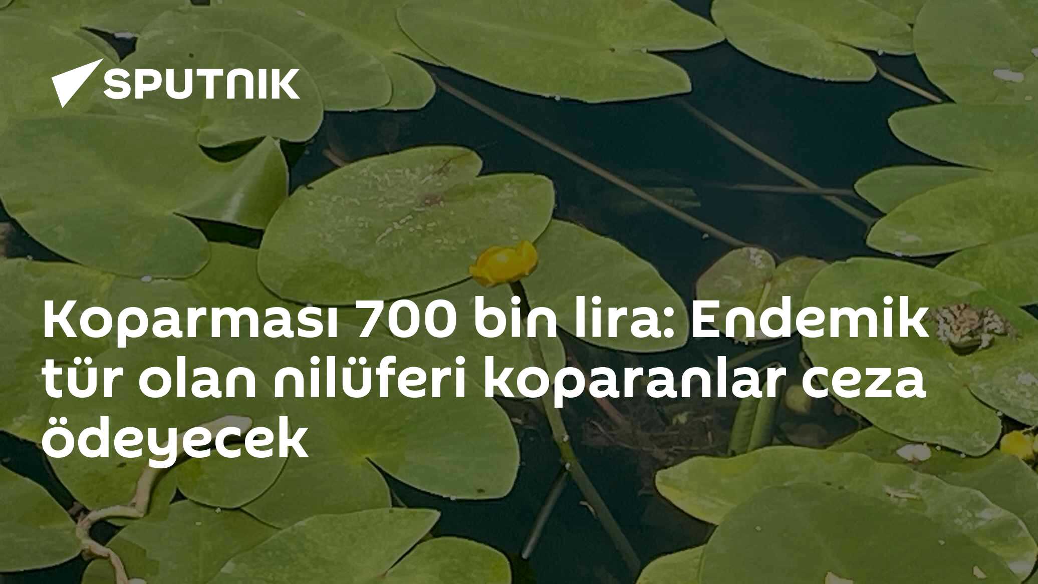 Koparması 700 bin lira: Endemik tür olan nilüferi koparanlar ceza ödeyecek