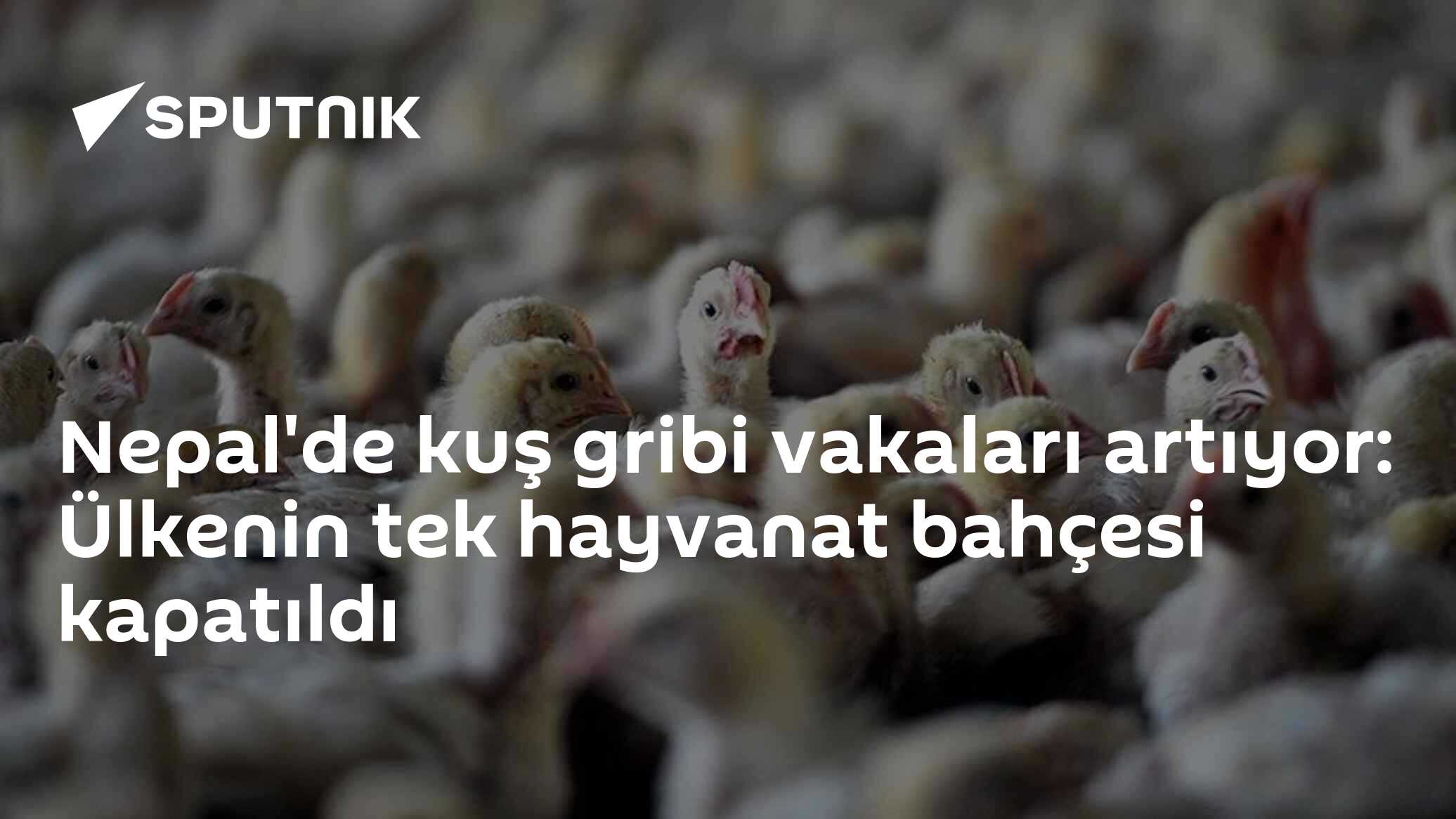 Nepal'de kuş gribi vakaları artıyor: Ülkenin tek hayvanat bahçesi kapatıldı