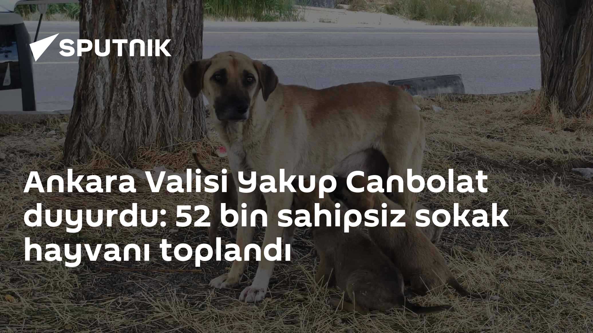 Ankara Valisi Yakup Canbolat duyurdu: 52 bin sahipsiz sokak hayvanı toplandı