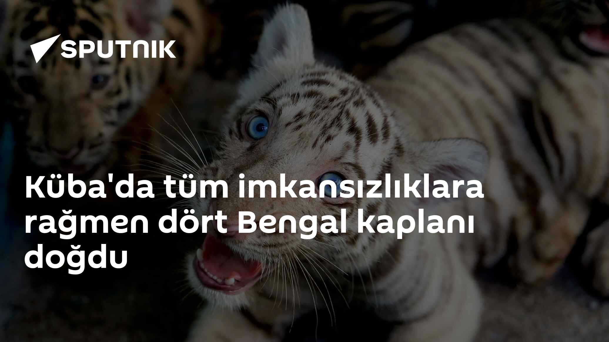 Küba'da dört Bengal kaplanı dünyaya geldi