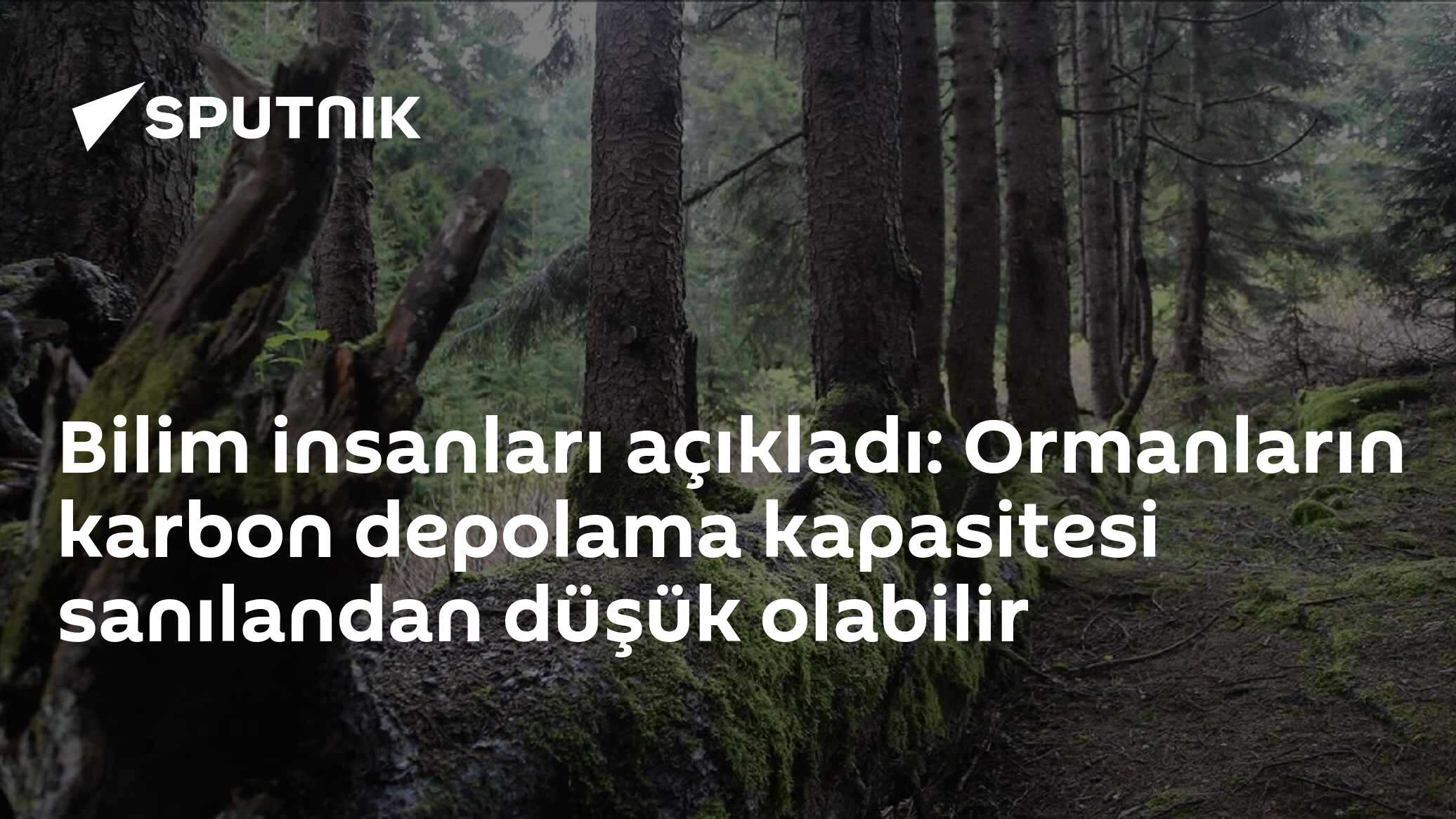 Bilim insanları açıkladı: Ormanların karbon depolama kapasitesi sanılandan düşük olabilir