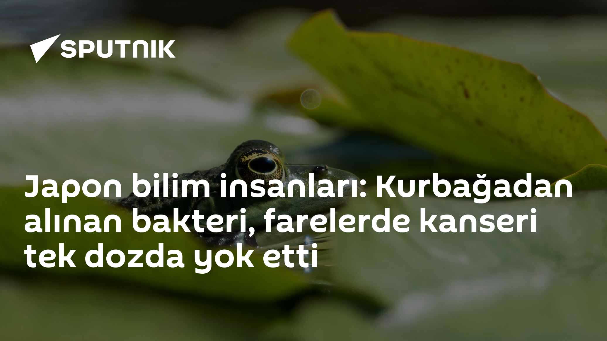 Japon bilim insanları: Kurbağadan alınan bakteri, farelerde kanseri tek dozda yok etti