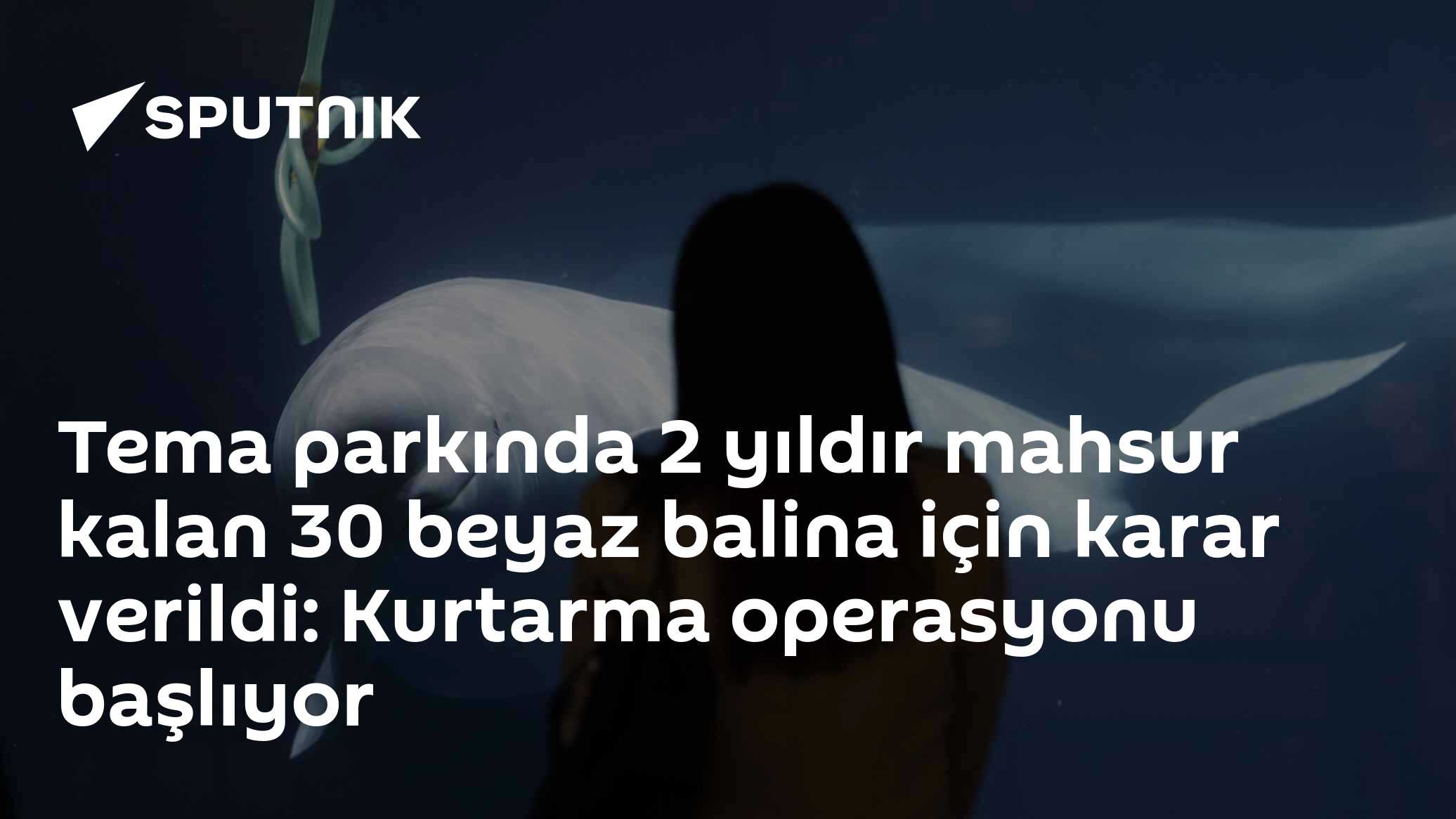 Tema parkında 2 yıldır mahsur kalan 30 beyaz balina için karar verildi: Kurtarma operasyonu başlıyor