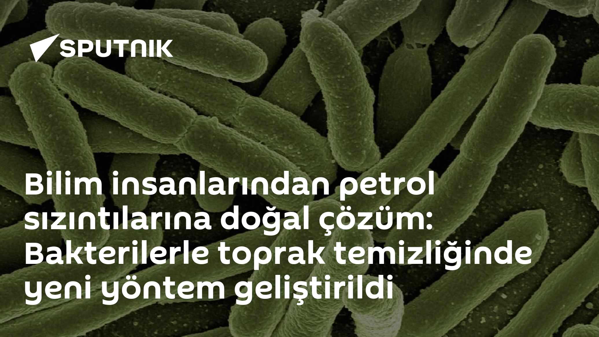 Bilim insanlarından petrol sızıntılarına doğal çözüm: Bakterilerle toprak temizliğinde yeni yöntem geliştirildi