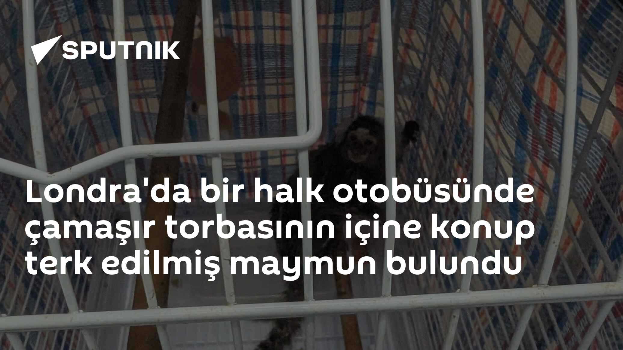Londra'da otobüste çamaşır torbasında maymun bulundu