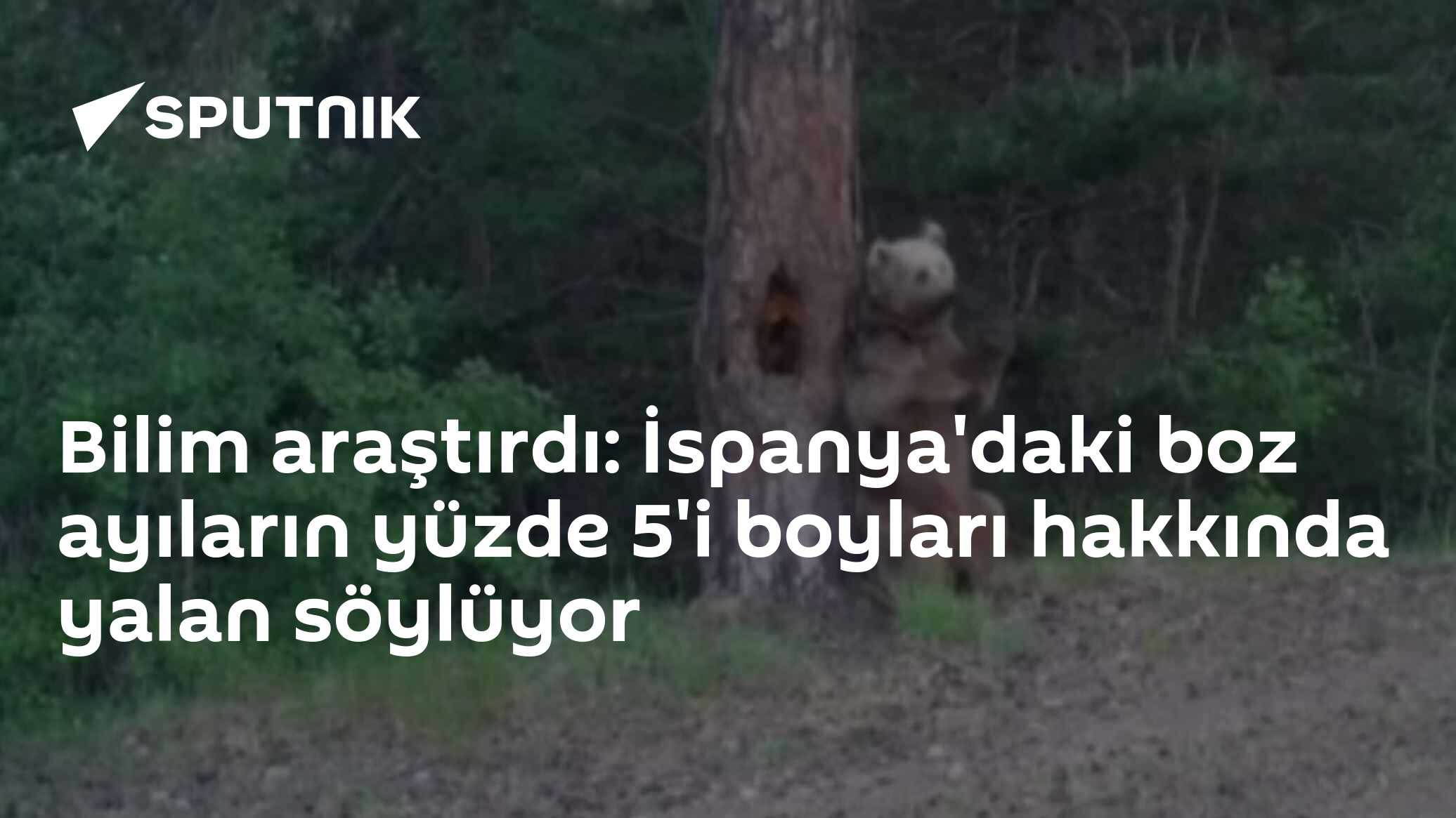 Bilim araştırdı: İspanya'daki boz ayıların yüzde 5'i boyları hakkında yalan söylüyor
