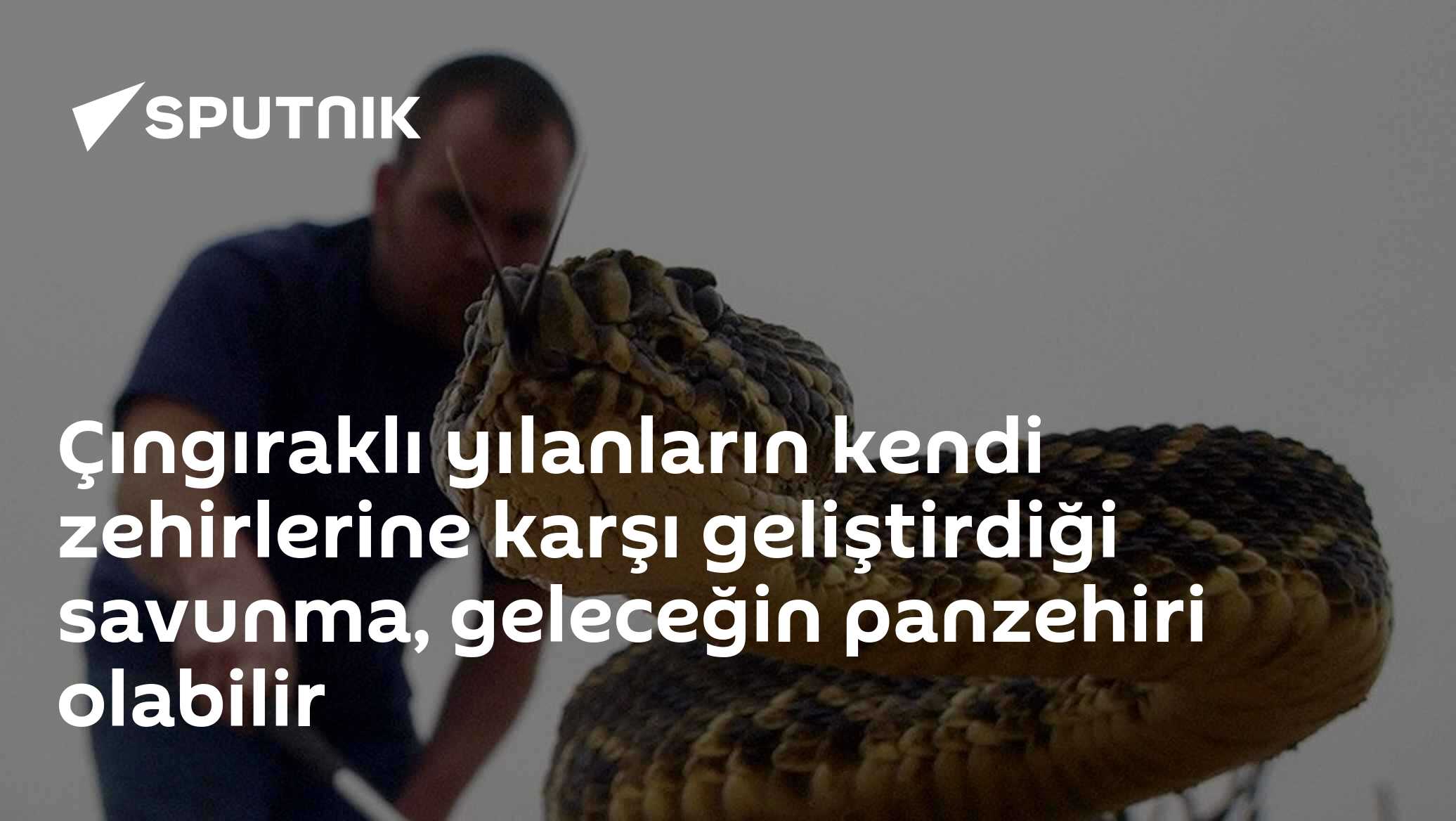 Çıngıraklı yılanların kendi zehirlerine karşı geliştirdiği savunma, geleceğin panzehiri olabilir