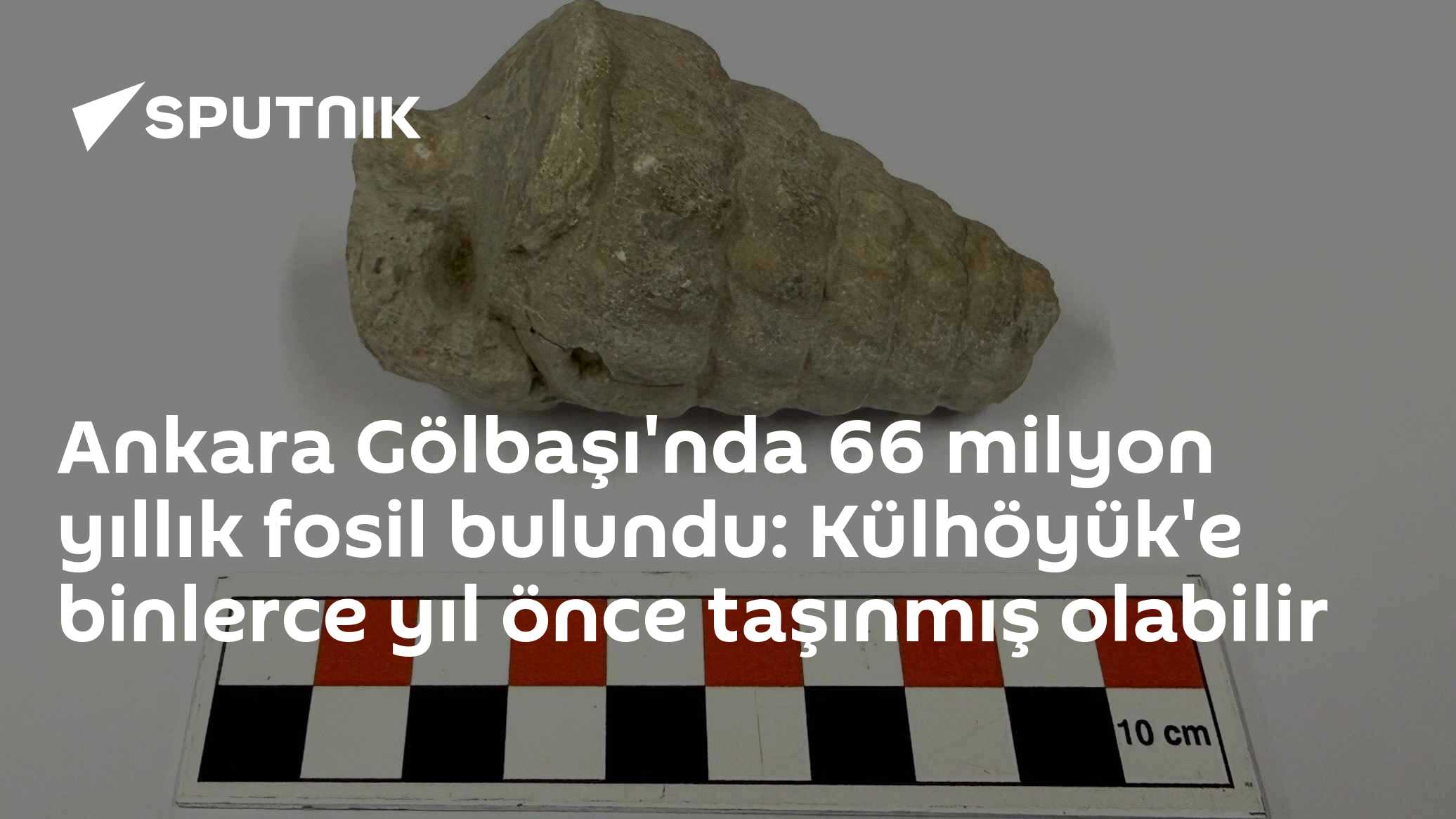Ankara Gölbaşı'nda 66 milyon yıllık fosil bulundu: Külhöyük'e binlerce yıl önce taşınmış olabilir
