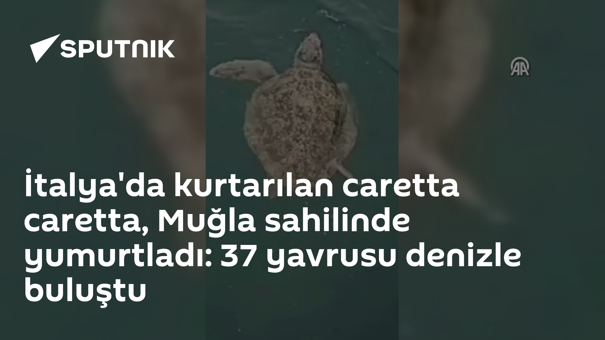 İtalya'da kurtarılan caretta caretta, Muğla sahilinde yumurtladı: 37 yavrusu denizle buluştu