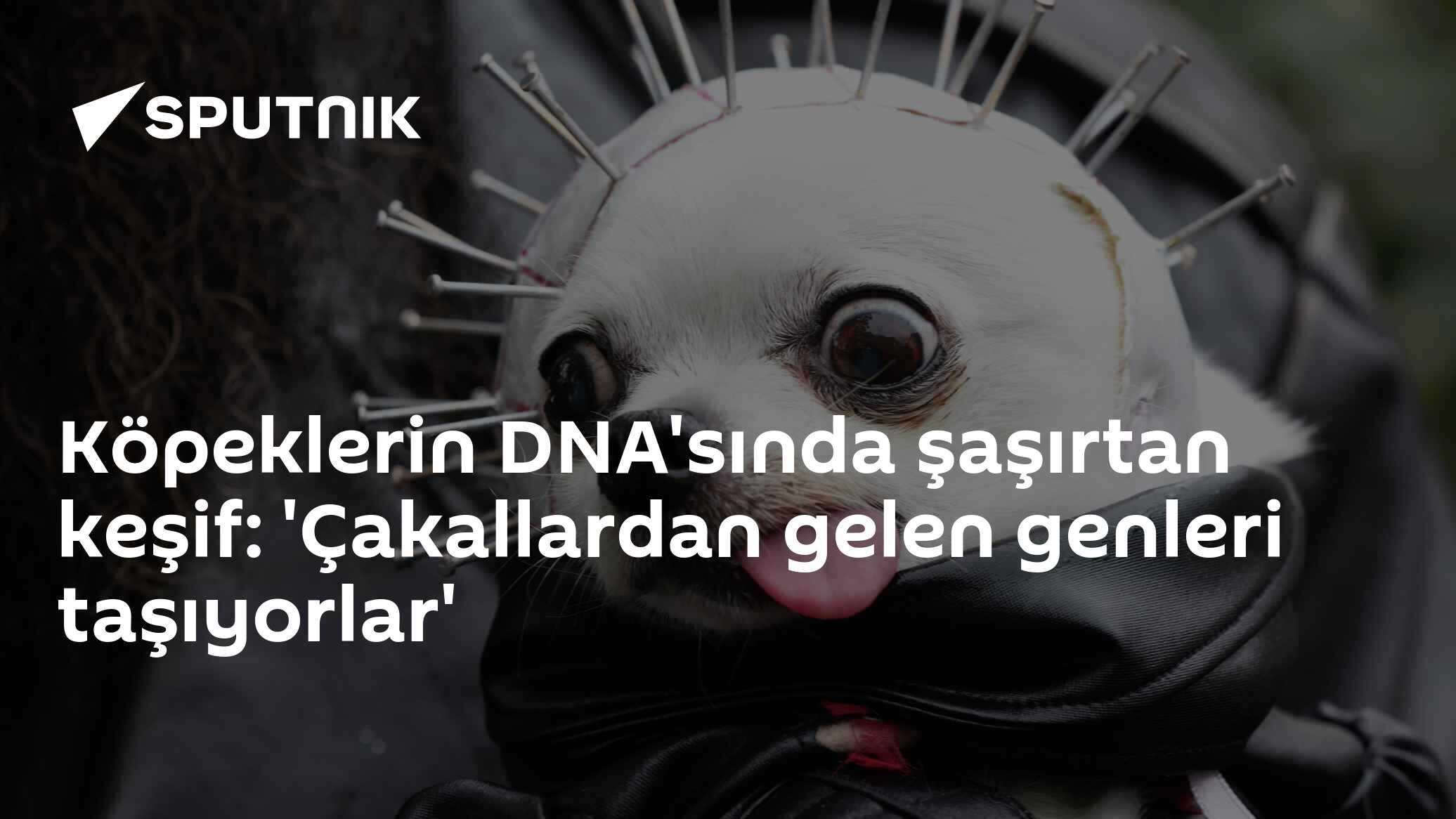 Köpeklerin DNA'sında şaşırtan keşif: 'Çakallardan gelen genleri taşıyorlar'