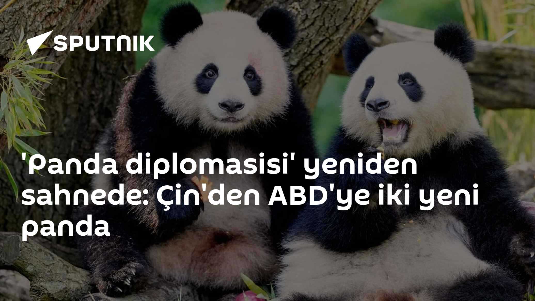 'Panda diplomasisi' yeniden sahnede: Çin'den ABD'ye iki yeni panda