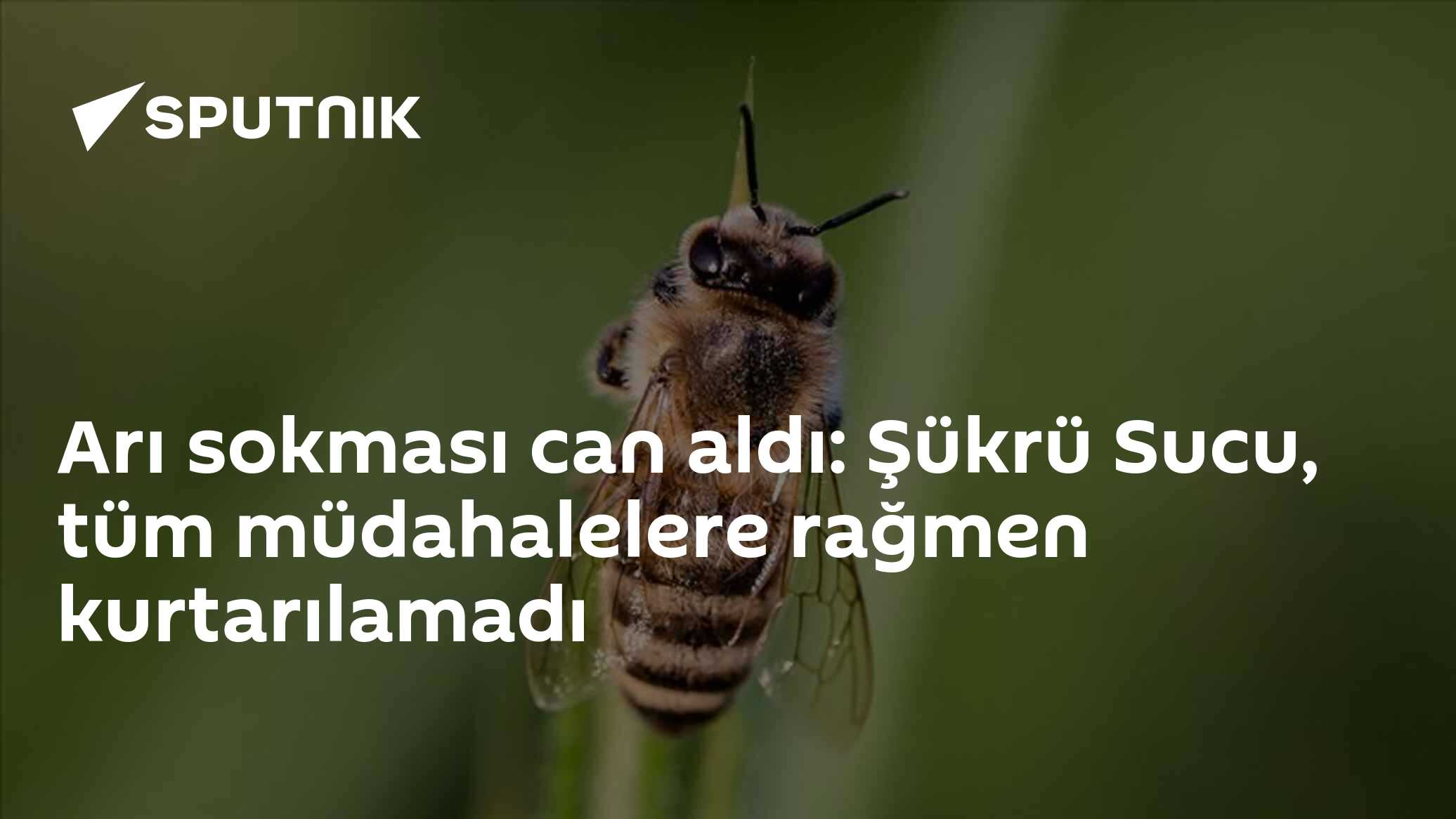 Arı sokması can aldı: Şükrü Sucu, tüm müdahalelere rağmen kurtarılamadı