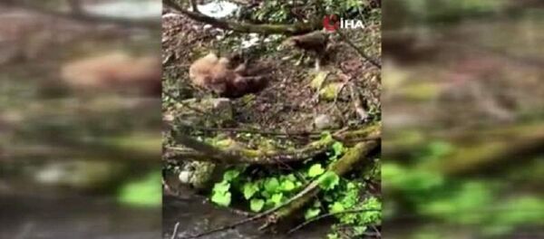 Artvin, yavru ayı - Sputnik Türkiye