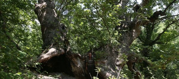 Define bulmak için 700 yıllık çınarı talan edip yaktılar - Sputnik Türkiye