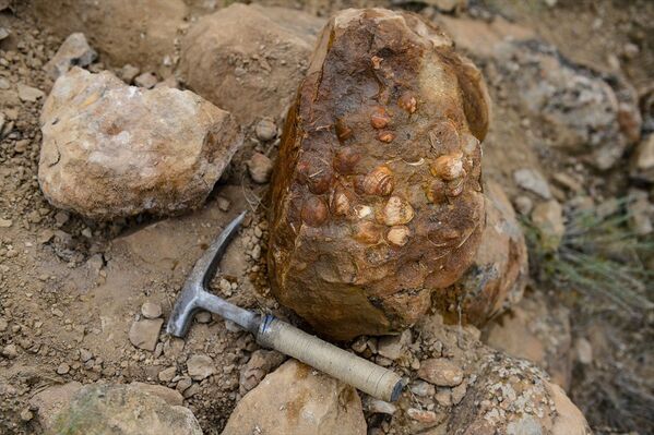 Iğdır'da bulunan bitki ve midye fosilleriyle ilgili bilimsel çalışma başlatıldı - Sputnik Türkiye