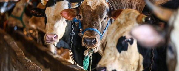 Kurban Bayramı, kurbanlık, büyükbaş hayvan - Sputnik Türkiye