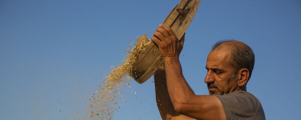 3 dönümlük tarlada yerel tohum mücadelesi: Doğayla barışık, toprakla uyumlu - Sputnik Türkiye