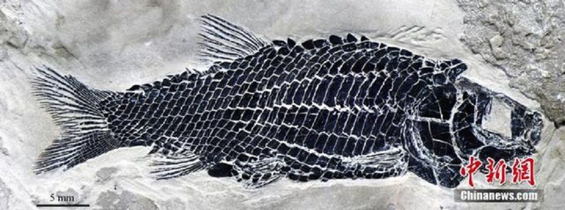 Çin’de 244 milyon yıl öncesine ait balık fosili bulundu - Sputnik Türkiye, 1920, 16.07.2020