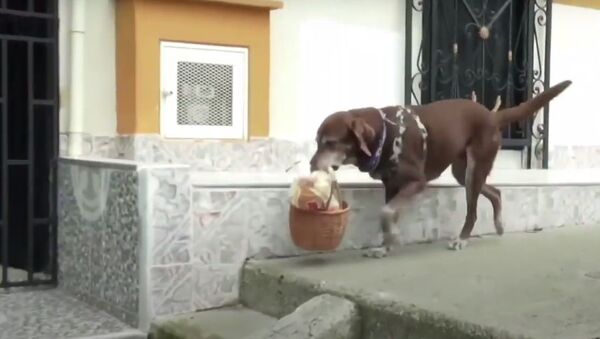 Kolombiya’da bir bakkala köpek çırak: Salgın döneminde sahibine yardım ediyor - Sputnik Türkiye