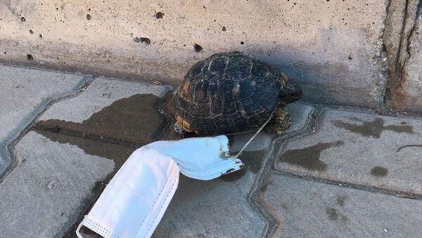 maskeye takılan kaplumbağa yavrusunu çocuklar kurtardı - Sputnik Türkiye