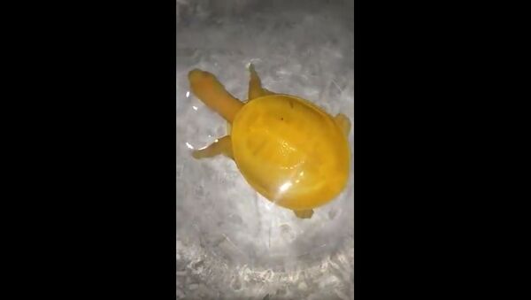 Nadir görülen sarı renkli kaplumbağa - Sputnik Türkiye