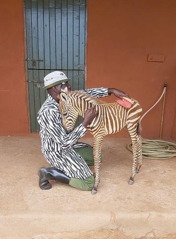 Öksüz kalan yavruya zebra kıyafeti giyerek annelik yapıyorlar - Sputnik Türkiye