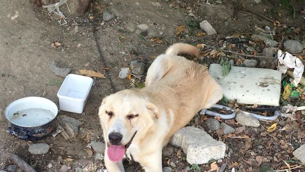 Bıçaklayarak yaraladığı köpeği, serbest kalınca öldürdü - Sputnik Türkiye