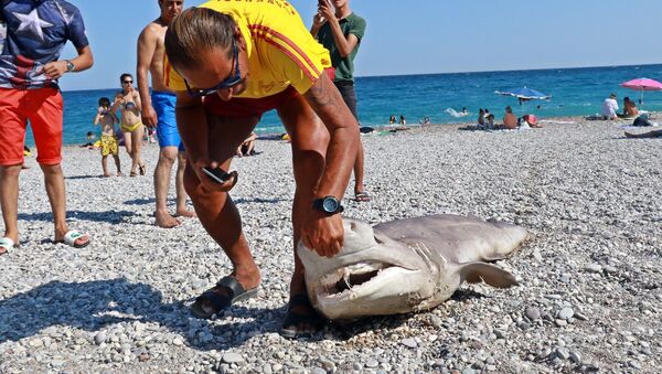 Olta ile avlanan 3 metrelik ölü köpek balığı Antalya'da sahile vurdu - Sputnik Türkiye