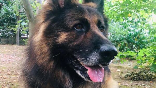 Sarıyer'de bir kişi, komşusunun bakımını sağladığı 'Nero' isimli köpeği silahla ateş ederek öldürdü. Köpeğin öldüğünü gören bakıcısı gözyaşlarını tutamadı. Şüpheli gözaltına alındı. - Sputnik Türkiye