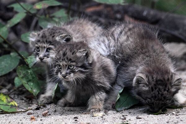 Kediler Novosibirsk Hayvanat Bahçesi’nde 1995 yılından beri çoğaltılıyor. - Sputnik Türkiye