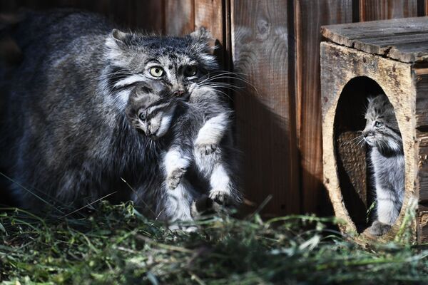 Doğan kediler dünyadaki başka hayvanat bahçelerine dağıtılıyor. - Sputnik Türkiye