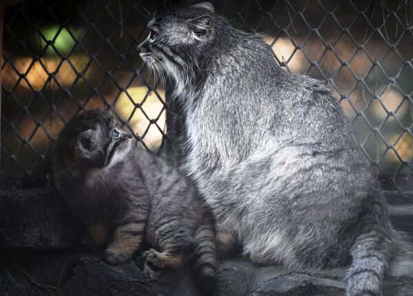 Novosibirsk Hayvanat Bahçesi’nde anne kedi, yavrusu ile birlikte. - Sputnik Türkiye