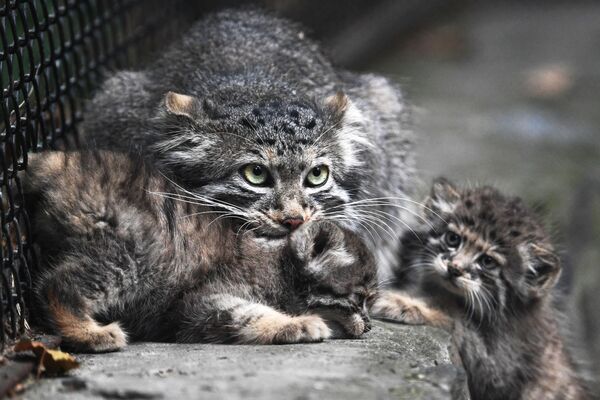Soyu tehlike altındaki Pallas kedilerine yenileri eklendi - Sputnik Türkiye