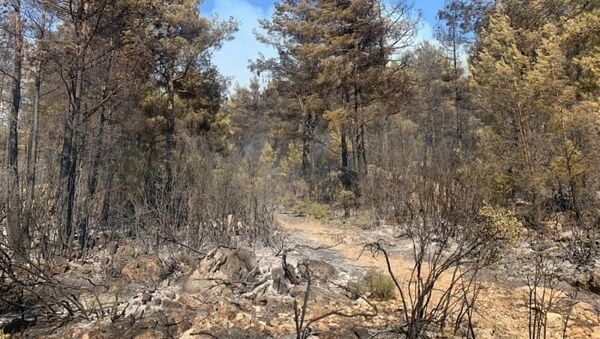 Mangal ateşi 42 dönüm kızılçam ormanı ve dört dönüm zirai araziyi kül etti - Sputnik Türkiye