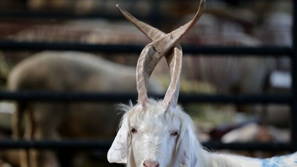 Kurban pazarında 4 boynuzlu koç ve boynuzları karışan keçi: ‘Kimse almaya pek yanaşmıyor’ - Sputnik Türkiye